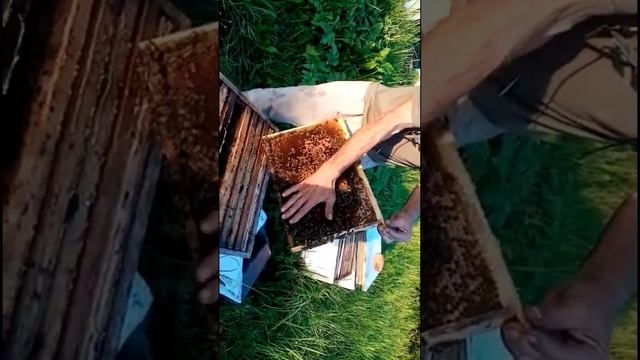 #ЯПчеловод Виктор Николаевич. Опыт с 2014. Пасека находится в окрестностях Павловского Посада. смотреть онлайн