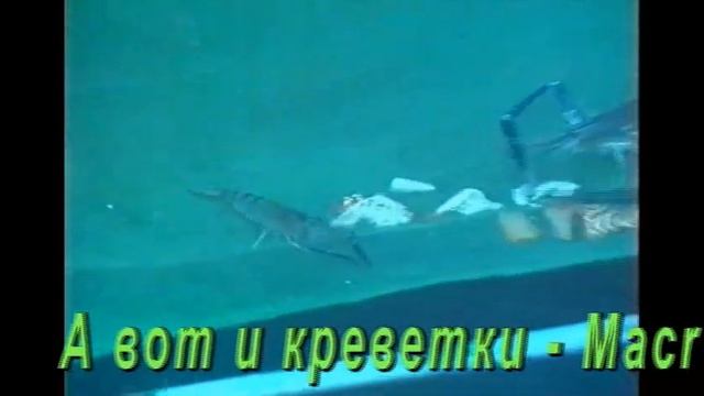 Stepanov in Vietnam\ В гостях у Д.Н. Степанова во Вьетнаме смотреть онлайн