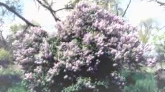 Beatrice Lillie - I Hate Spring смотреть онлайн