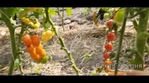 томат Оранжевый фонтан