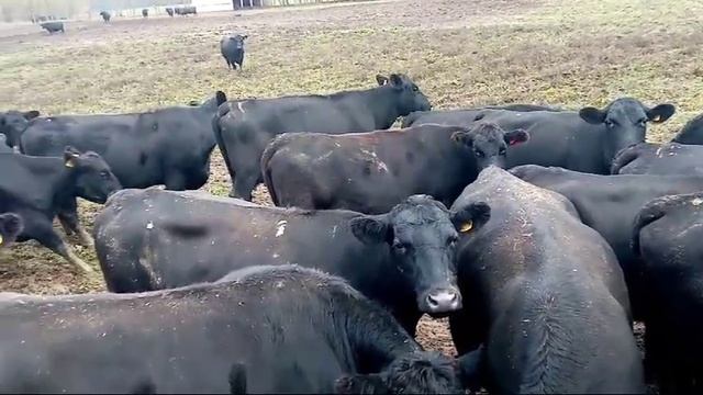 Коровы смотреть онлайн