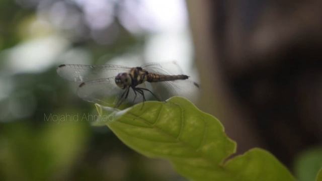 Nikon D3300 cinematic video test 1(Kit lens) смотреть онлайн