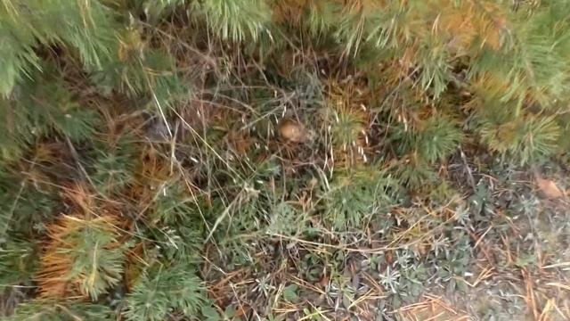 Осенние грибы | Прогулка окрестностями | live