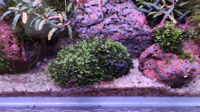 Аквариум с растениями 180л, буцефаландры смотреть онлайн