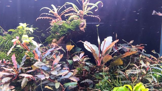 ДЛЯ НОВИЧКОВ, подбор света и длина светового дня, как избавиться от зеленых точек на стекле. смотреть онлайн