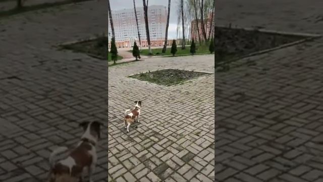 хорош смотреть онлайн