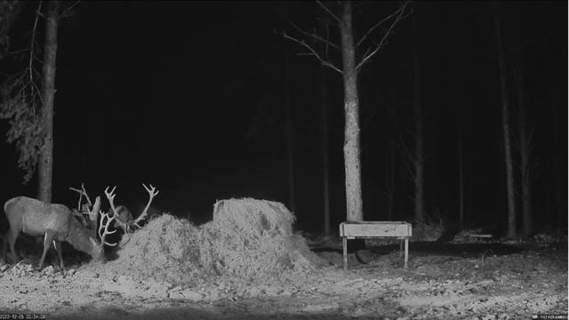 2022-12-24/25 Hirvekaamera, Elias playing with the hay, red deer смотреть онлайн