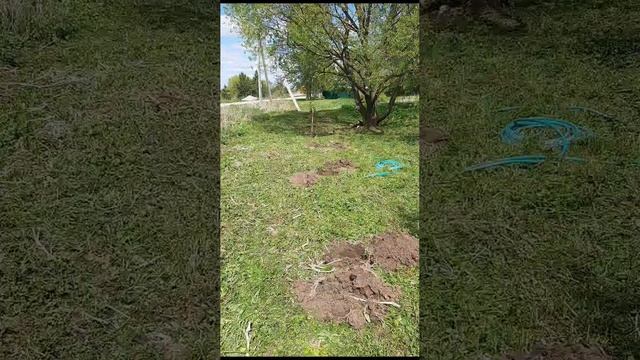Посадка сосны в колличестве примерно 50шт, по периметру двух участков 🤟