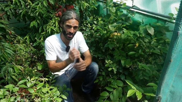 10 great fruits to grow in cold climates! | Permaculture | Food forest | Growing fruit смотреть онлайн