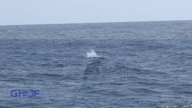 Shortfin Mako Shark - Big Jumps! смотреть онлайн