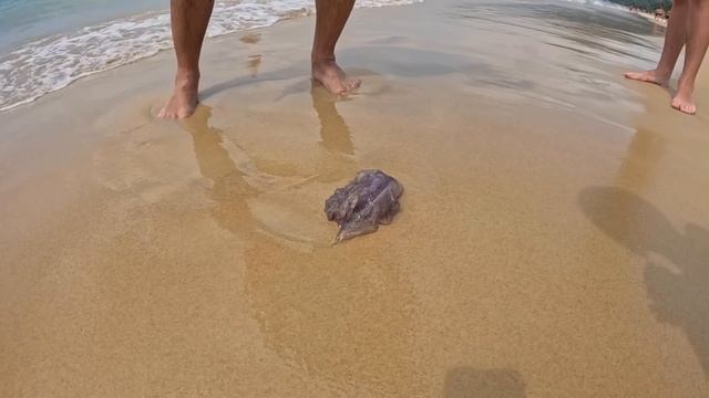 МЫ В ШОКЕ НО ЭТО Пхукет 2024. Отношение местных и "ЛУЧШИЕ ПЛЯЖИ" острова. ПРОЩАЙ НАМ НАДОЕЛО смотреть онлайн