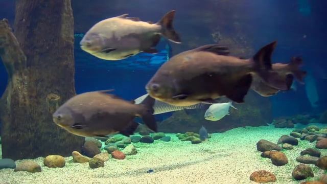 Москвариум