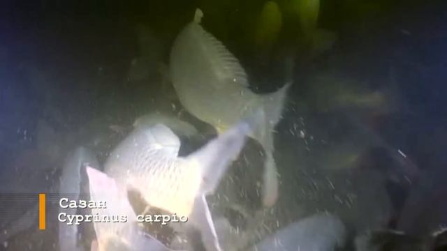 Стайное поведение рыб