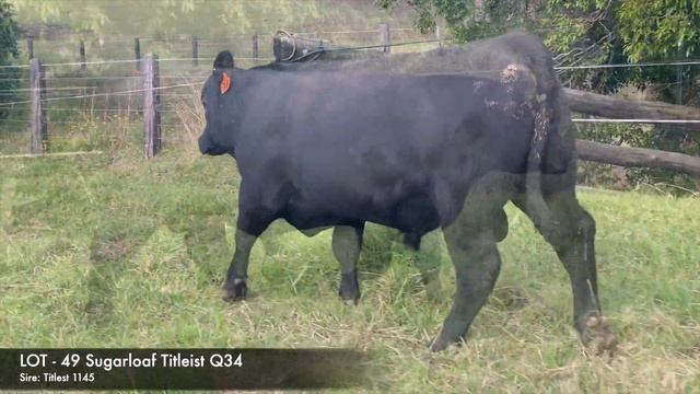 Sugarloaf Angus Lot 49 смотреть онлайн