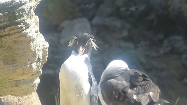 Rockhopper Penguins смотреть онлайн