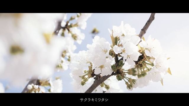 【原曲キーで歌ってみた】サクラキミワタシ / tuki. смотреть онлайн