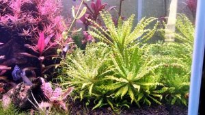 привет эдогониум