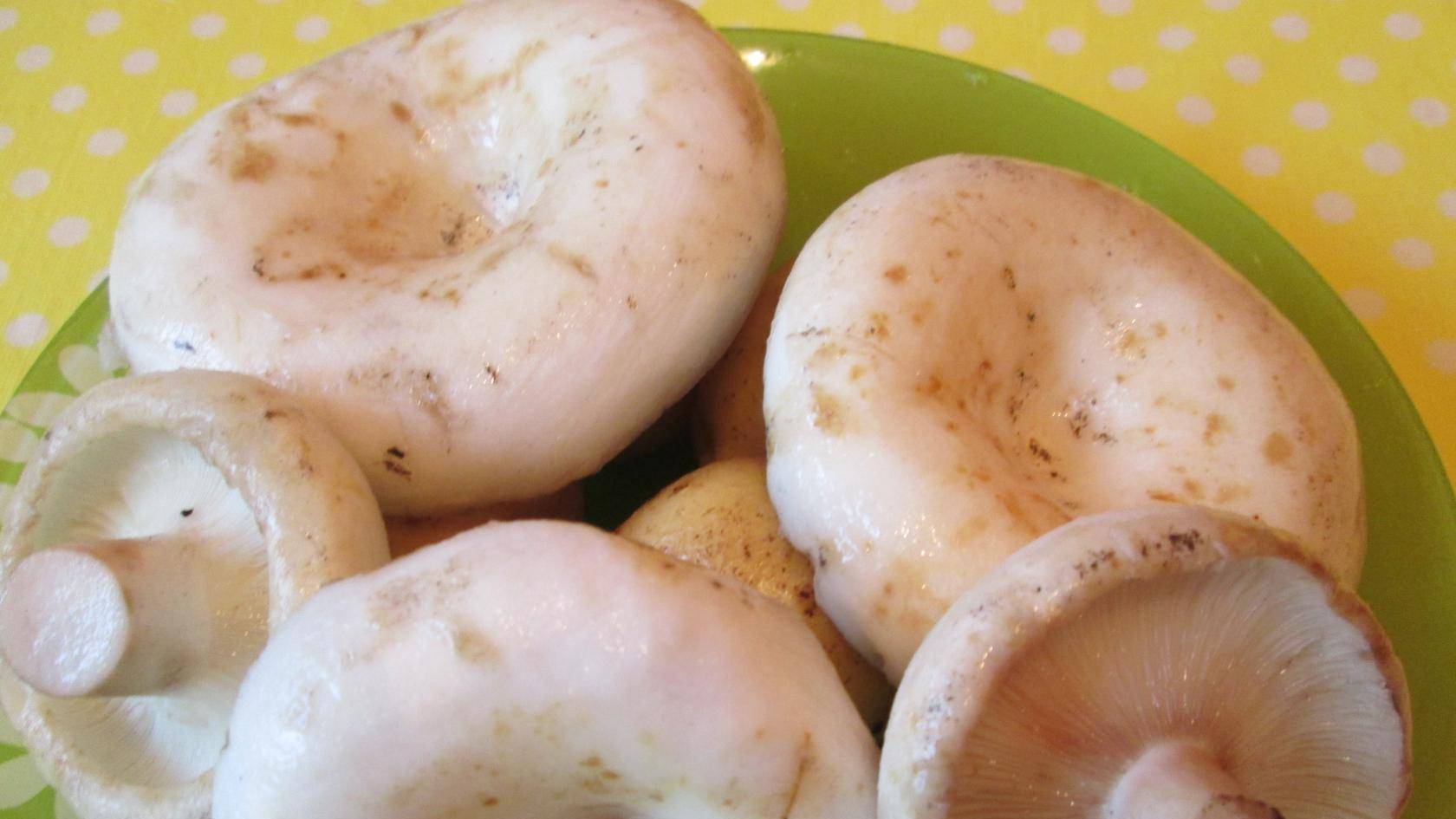 Сборник рецептов с грибами: суп, икра, соленые рыжики и другое смотреть онлайн