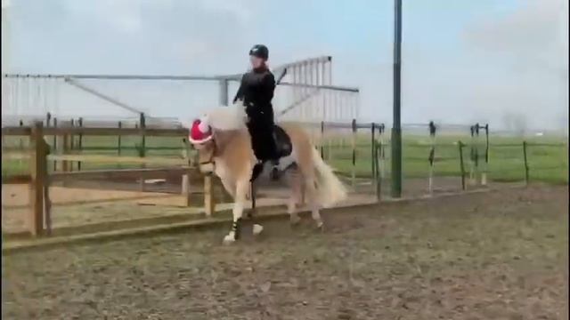 HAFLINGER OSCAR 😍 смотреть онлайн