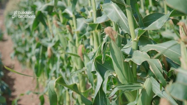 Bakker Brothers - Hybrid Sweet Corn 'Bita' смотреть онлайн
