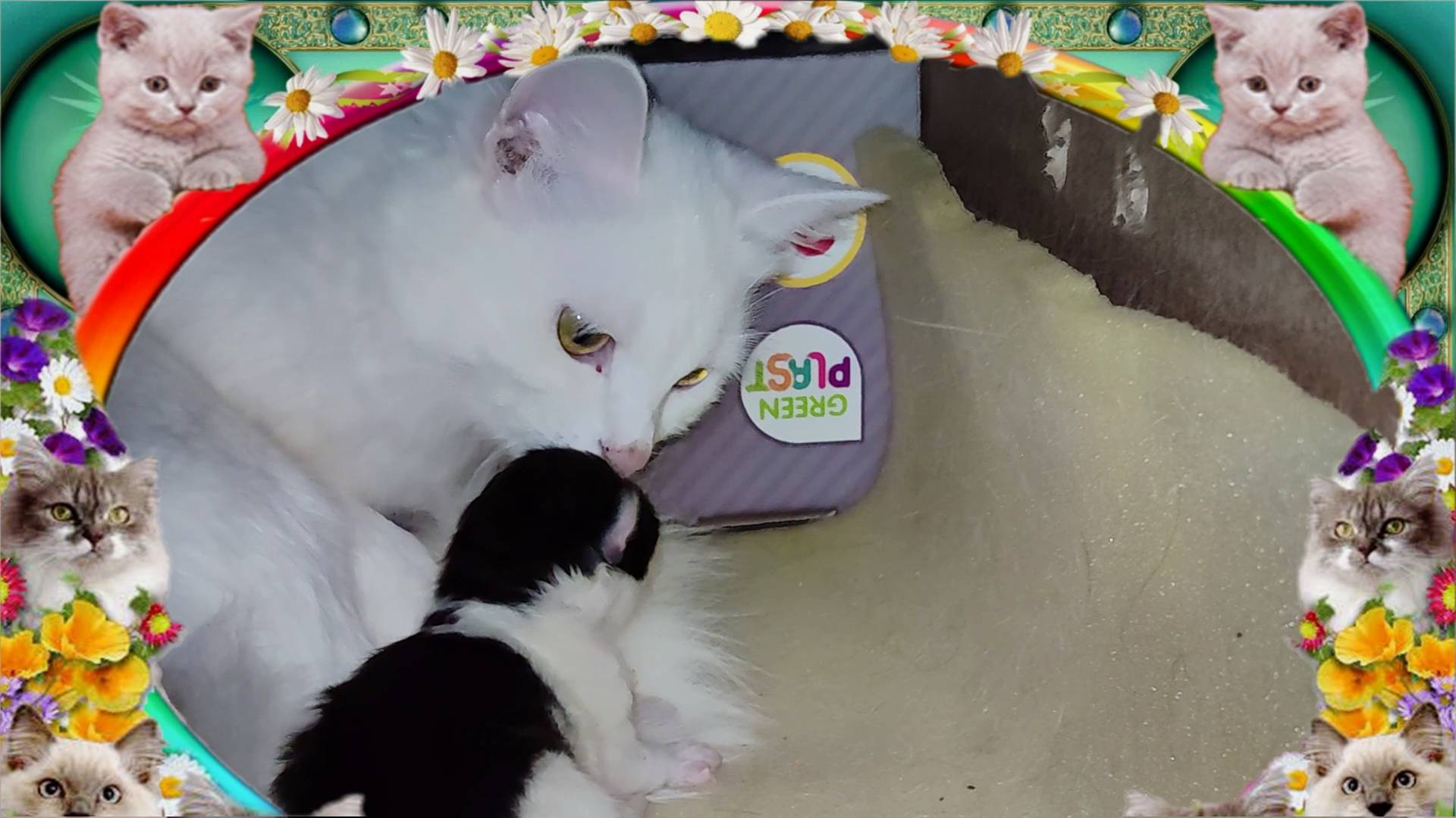 Наша кошка родила котят. смотреть онлайн
