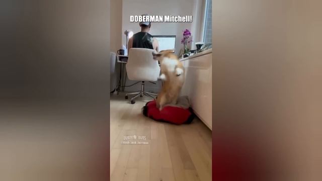 Best COUB 10,BEST CUBE TRY NOT TO LAUGH #bestcoub #trynottolaugh