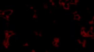 Kikuo (きくお) - ごめんね ごめんね | Gomenne Gomenne | I'm Sorry, I'm Sorry | (rus sub)