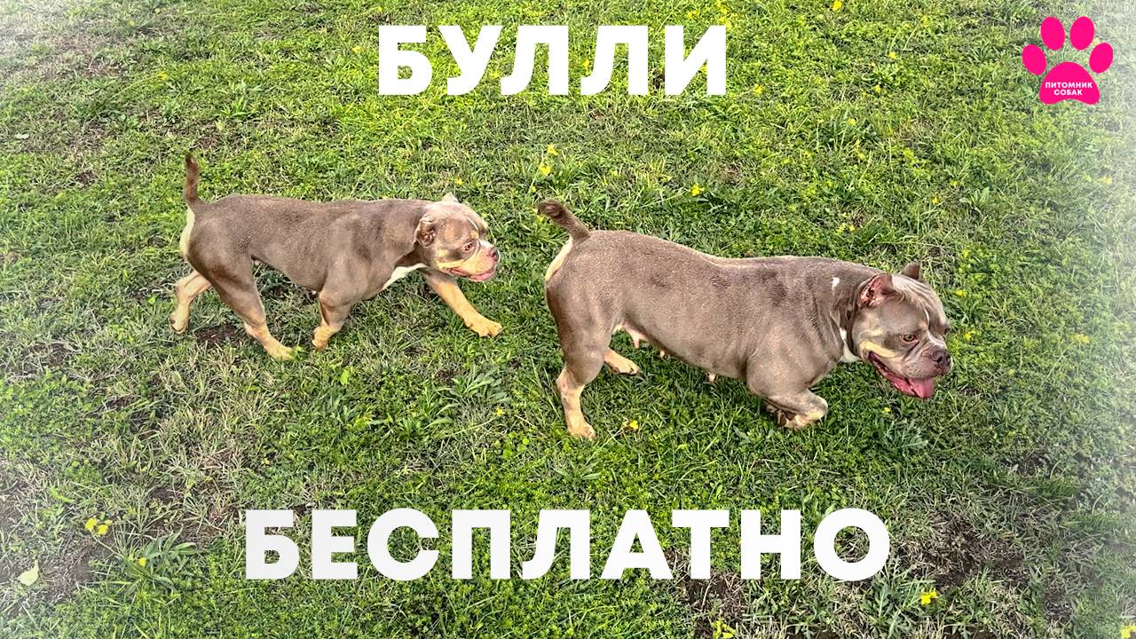Раздаем бесплатно - Американских Булли! Но не всем. Выбираем лучших хозяев для наших собак! смотреть онлайн