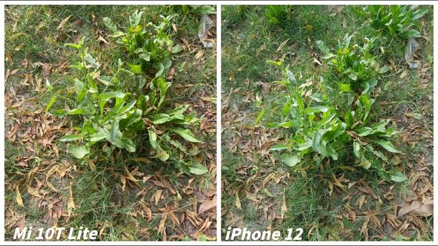 Xiaomi Mi 10T Lite Vs iPhone 12 Camera Comparison смотреть онлайн