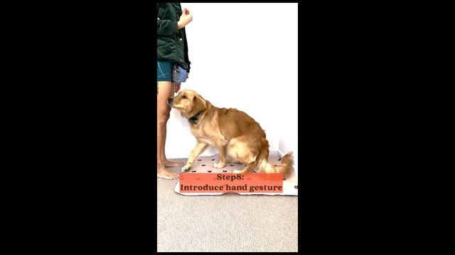 How To Calm Down Hyperactive Dog - Teaching Bentley to Settle on Mat | BentleyTheGoldenDigger.com смотреть онлайн