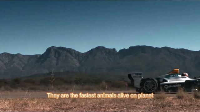 7 Most Dangerous Big Cats in the World смотреть онлайн
