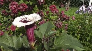 Дурман махровый Балерина