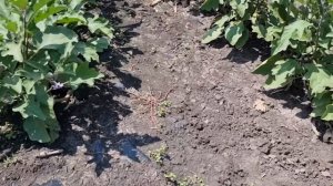 Овощи Растут. Баклажан Эпик F1, описание и сравнение с баклажаном Алмаз.