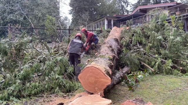 Legendary pro Mac 10-10 in action - falling tree just misses the shop смотреть онлайн