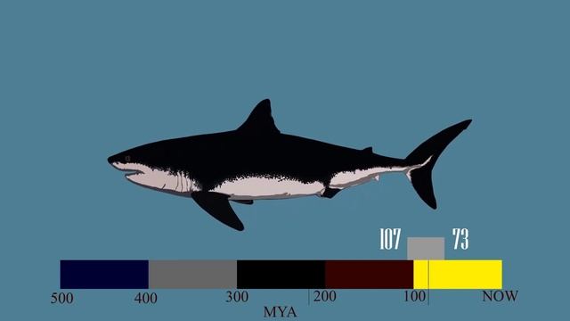 Top 10 Largest Prehistoric Sharks Ever Discovered | Size Comparison смотреть онлайн
