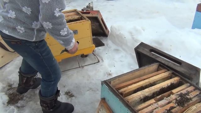 500+ Как до облета выравнять пчелосемьи? смотреть онлайн