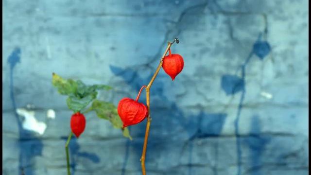 GJOKO TANESKI - Zbogum Najmila смотреть онлайн