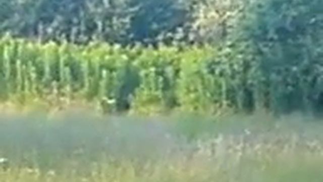 THE MIDGET COMMERCIAL