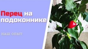 Выращивание Перца В Домашних Условиях На Подоконнике