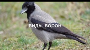 виды ворон