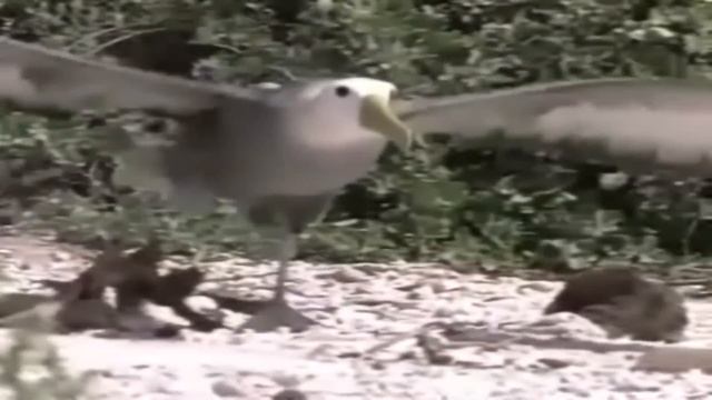 Dan vs Fleetwood Mac ( Albatross ) смотреть онлайн