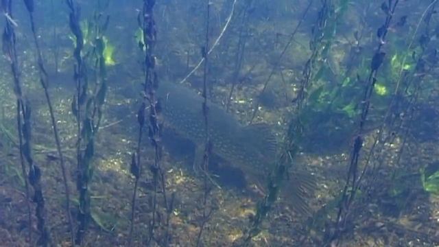 О чем молчат рыбы. Выпуск 15