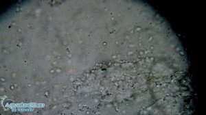 Костиоз, или ихтиободоз (ichthyobodosis)