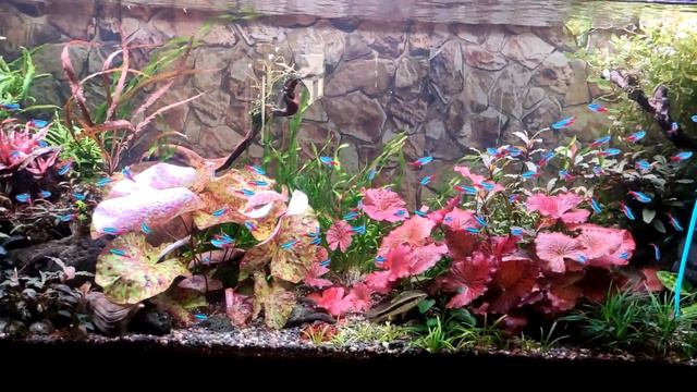 Коряга для аквариума, подготавливаем для дальнейшего использования. смотреть онлайн