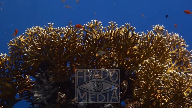 Aquarium смотреть онлайн