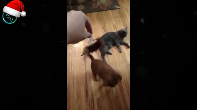 Best Fails Funny Videos 2016 смотреть онлайн