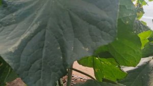 Сравнение привитого огурца и на своём корне.