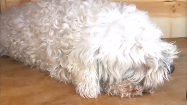 Modern Two-Story Dog Condo: A Documentary смотреть онлайн