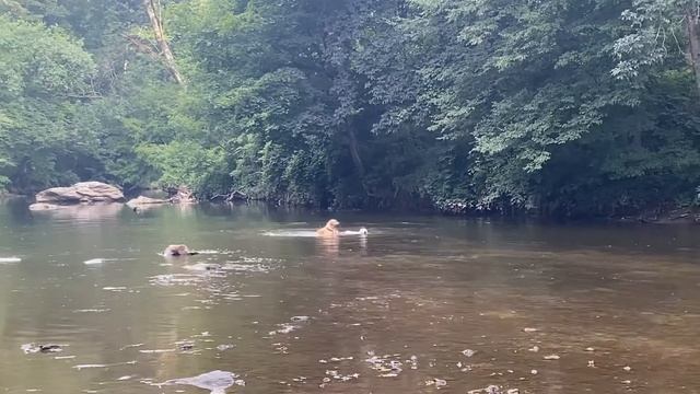 Day Tripper: Pennypack Trails Adventures - 2021 Summer Memories - Phoebe in the Park смотреть онлайн