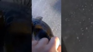 Ротан КОРОЛЬ